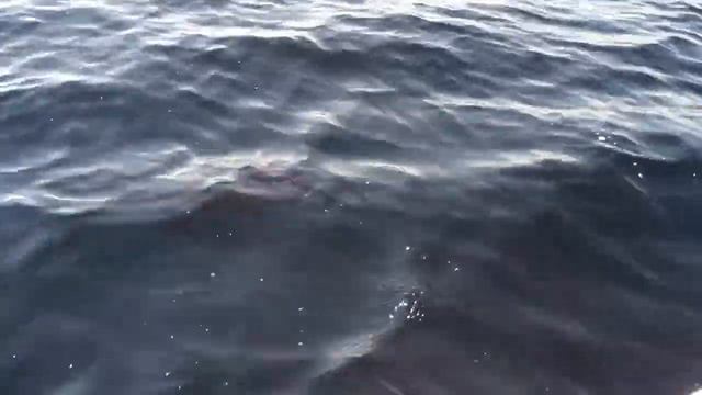 Frank Fisher catches a Sailfish while fishing with Van смотреть онлайн