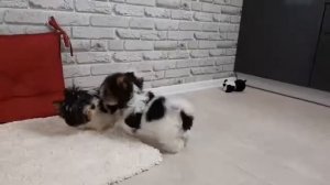 Бивер, щенки 3 и 4,5 месяца, разновидности Йорков,