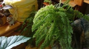 комнатные растения у меня дома