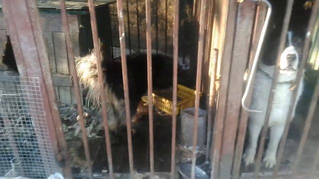 Алабай и тибетский мастиф у меня в хозяйстве. смотреть онлайн
