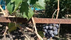 Виноград Фараон ,обзор сорта.