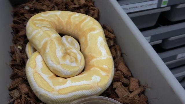 $25K Monsoon And Mind Blowing Ball Python Combos At Mutation Creation! смотреть онлайн