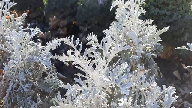 8 соток 26 октября. Работа на участке... смотреть онлайн