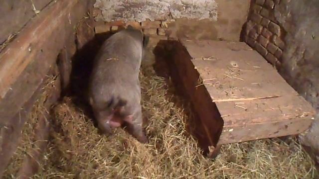 поведение вьетнамской свиньи перед опоросом смотреть онлайн