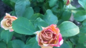 Роза Хани Дижон