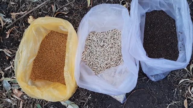 Этот сидерат способен заменить Камаз навоза. Раскрываю информацию о сидератах и методе использовани смотреть онлайн