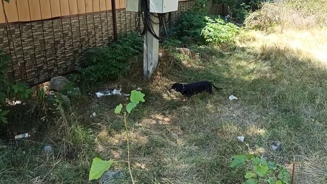 Такса Кот. Встреча на прогулке с кисой. Смелой кисой. Противостояние. смотреть онлайн