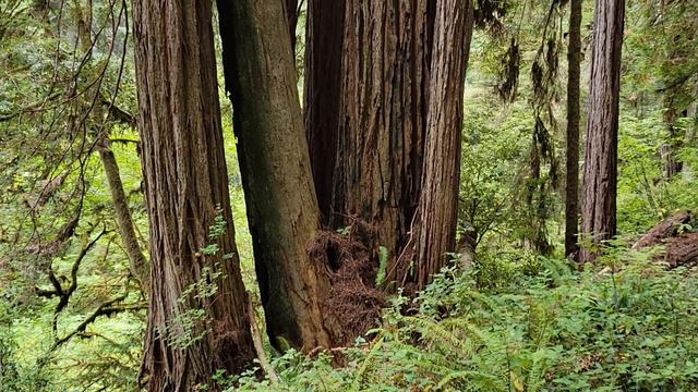 Moorman Pond Trail: Short and Sweet Solitude Hike in Prairie Creek Redwoods State Park смотреть онлайн