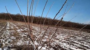 Нюансы формировки черешни по системе KGB