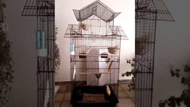 Канарейки разведение, продолжение к видео содержание канареек 30. März 2020 смотреть онлайн