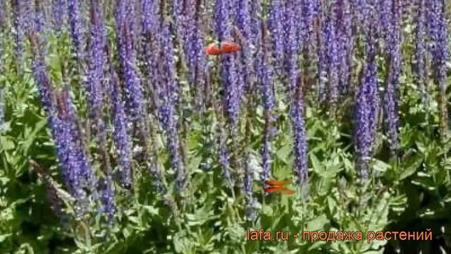 Сальвия дубравная Блаукенигин ? сальвия Блаукенигин обзор: как сажать рассада сальвии Блаукенигин