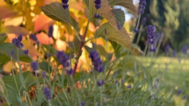 УХОД за Лавандой в саду, что важно знать о ней. Обрезка и зимовка , полив и размножение. #лаванда смотреть онлайн