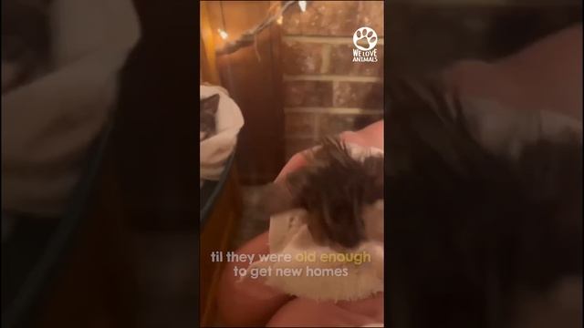 Man is ambushed by 13 homeless kittens смотреть онлайн