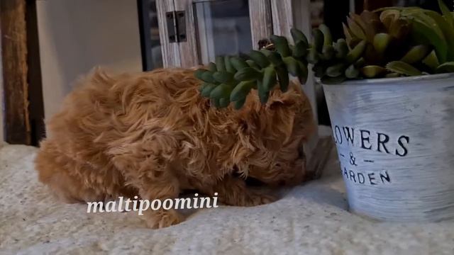 www.maltipoomini.ru 🤩💕девочка мальтипу-Шарлиз смотреть онлайн