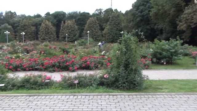 Москва. Розарий Главного ботанического сада РАН (13.09.2022) смотреть онлайн