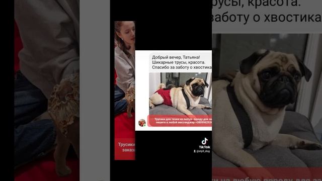 Трусики для течки на любую породу для заказа пишите в любой мессенджер 0996293692 смотреть онлайн