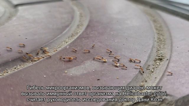 Helicobacter Pylori защищает от диареи