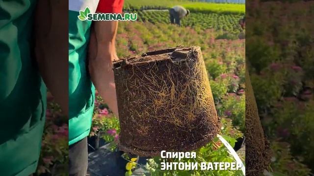 Спирея японская Энтони Ватерер смотреть онлайн