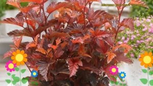 Пузыреплодник калинолистный Маленький Ангел. Краткий обзор physocarpus opulifolius Little Angel