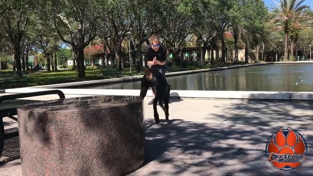 7 month Doberman, Zeus! Before and After Video. Off Leash K9 Training Tampa Bay смотреть онлайн