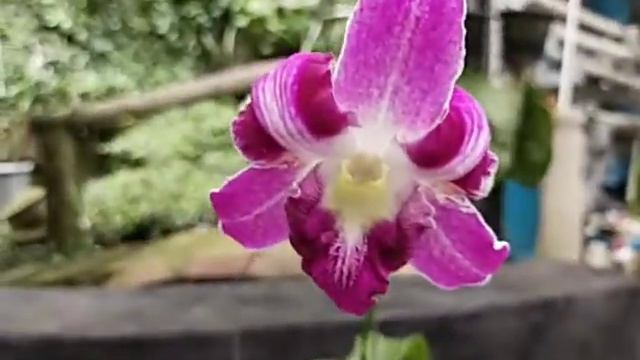 Dendrobium King Dragon смотреть онлайн