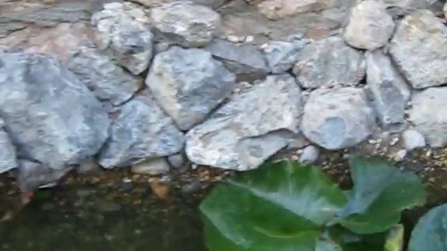 Пруд в Севастополе смотреть онлайн