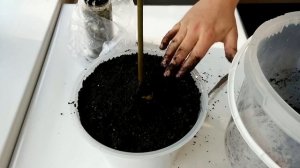 Как вырастить Авокадо из косточки дома (часть 4)