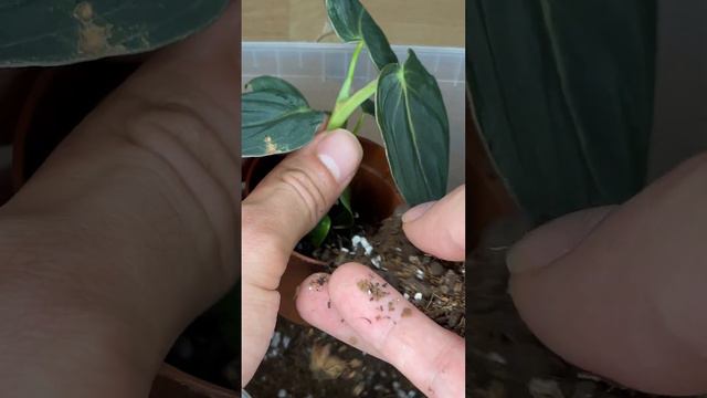 Philodendron Melanochrysum смотреть онлайн