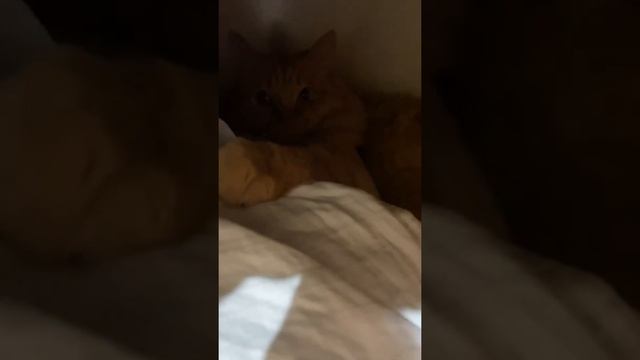 Как найти кота 2 смотреть онлайн