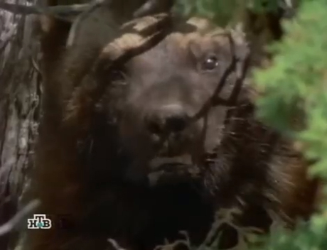 ТАЙНАЯ ЖИЗНЬ РОСОМАХИ