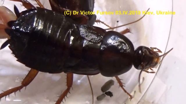 Black Cockroach: Mother And Father. How To Get Rid Of These Invaders? Entomologist Tell The Story.