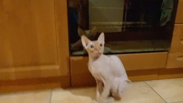 Котики фруша и Марс:) Наши милые коты👍❤️ смотреть онлайн