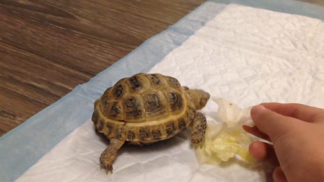 Радость творчества