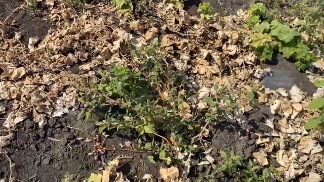 Какой огурец и кабачок плодоносит и осенью.Отгрузка Арбузов. смотреть онлайн