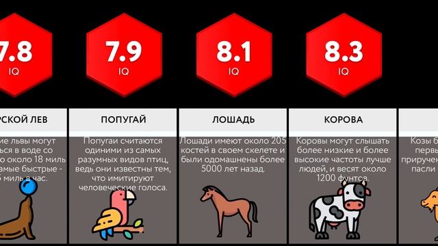 Сравнение: Интеллект Животных - IQ смотреть онлайн