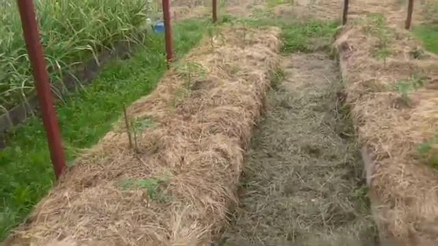 Мы не применяем на участке ни хим, ни био препараты. Наши методы выращивания овощей. смотреть онлайн