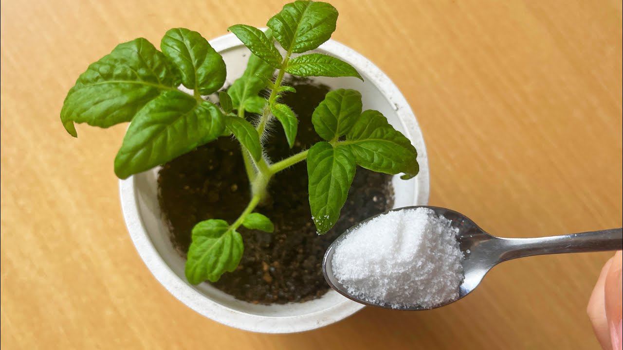 Никогда Не Сажайте Перец и Томаты Без Этого! Бабушка Всегда Добавляет Это в Грунт! Рассада крепкая! смотреть онлайн