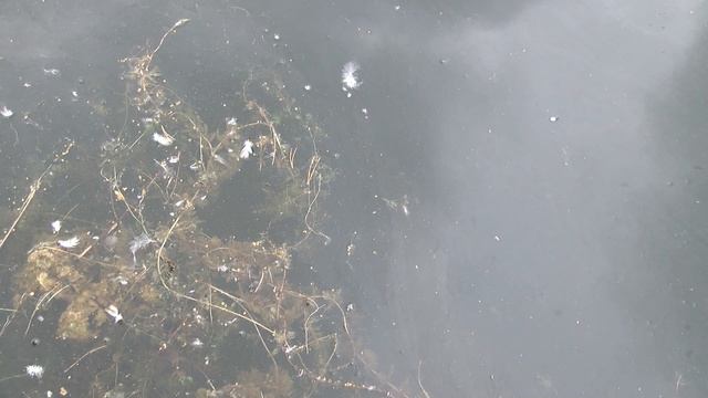 Бассейн стал причиной заболачивания Больших Строп смотреть онлайн