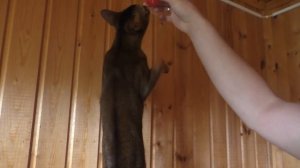 КОТЫ ГЛАЗАМИ ЩЕНКА-БЛОГЕРА ЦЕЛЫЙ ДЕНЬ | СЮРПРИЗ ОТ БИЛЛИ БОЯ