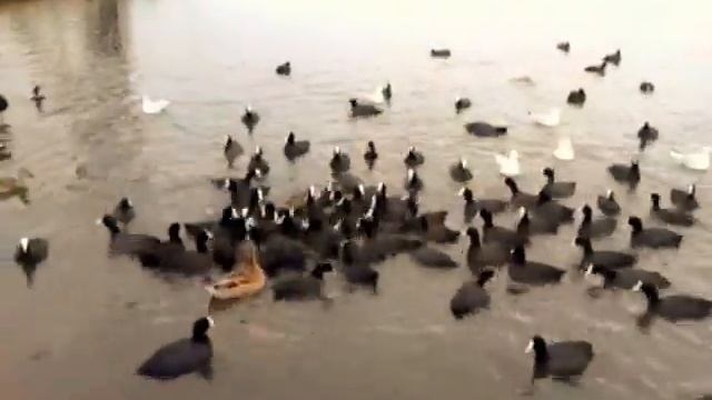 Birds Птицы смотреть онлайн