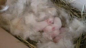 Размножение,  содержание и уход за кроликами. Мои советы начинающим @Мои Ушастики