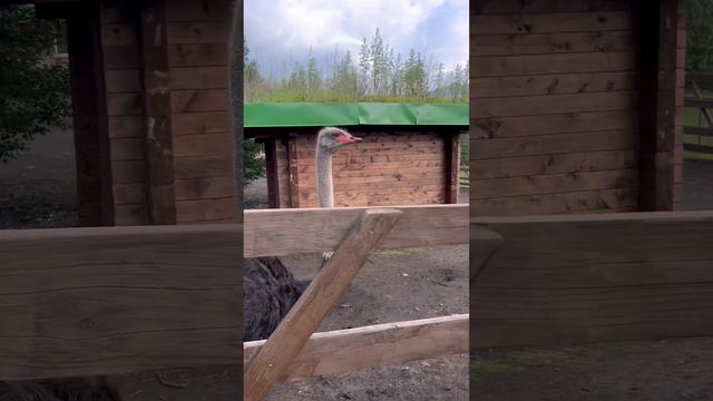 ВАЖНЫЙ//УВЫ НЕ СВОБОДНЫЙ смотреть онлайн