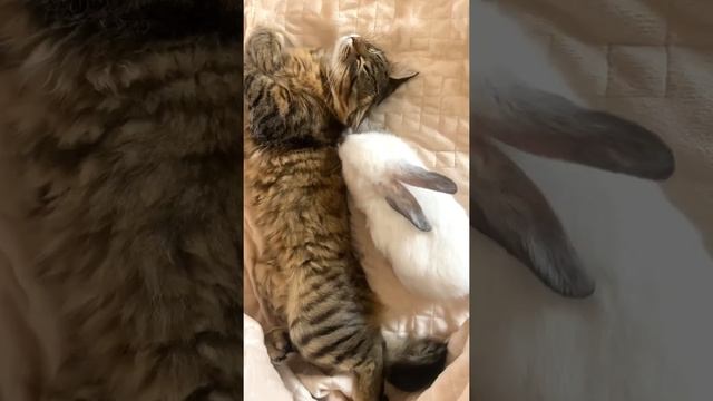 Что происходит с мартовской кошкой #shorts смотреть онлайн