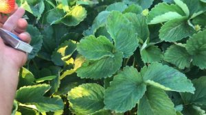 НОВИНКА 2019 года, Клубника МАРИСОЛЬ. Итальянский сорт.