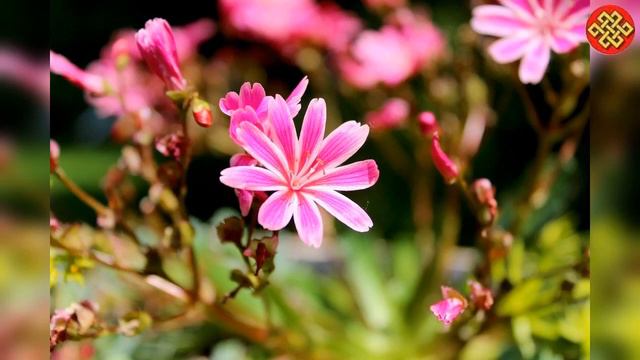 A. Vivaldi: Trio Sonata for 2 Violins & b.c. in E major Op.1 no.4 смотреть онлайн