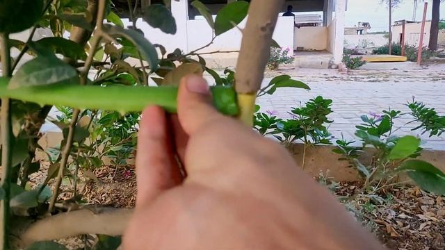 How To Air Layering Lemon Tree | Easy Air Layering #lemonplant #airlayering #SyedSuhaibHussainSSH смотреть онлайн