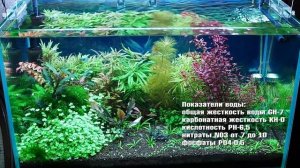Содержание растительного аквариума без СО2
