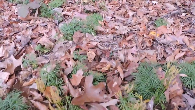 Capital Naturalist: Common Running Cedar Spores смотреть онлайн