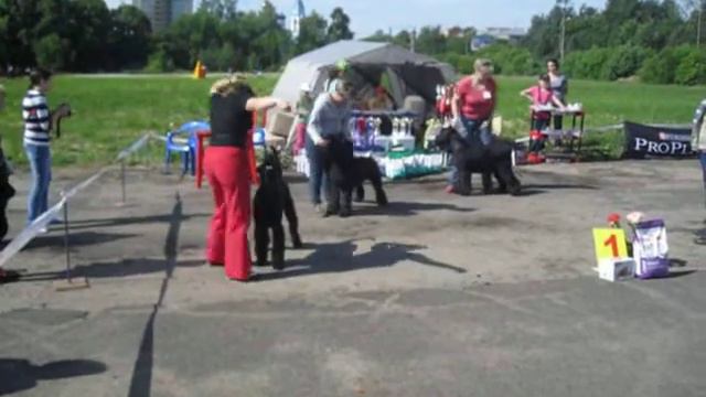 Иваново 21.06.2014 Монопородная выставка ризеншнауцеров. Сравнение на ЛС. смотреть онлайн