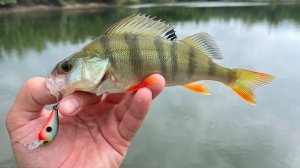 CF nano zero se по верху теста.)🙈🔥🎣❌